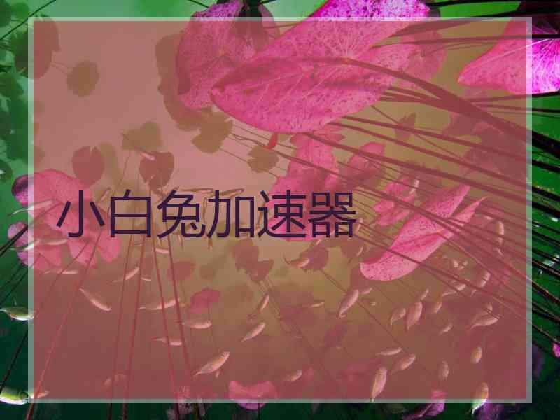 小白兔加速器