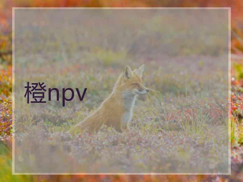 橙npv