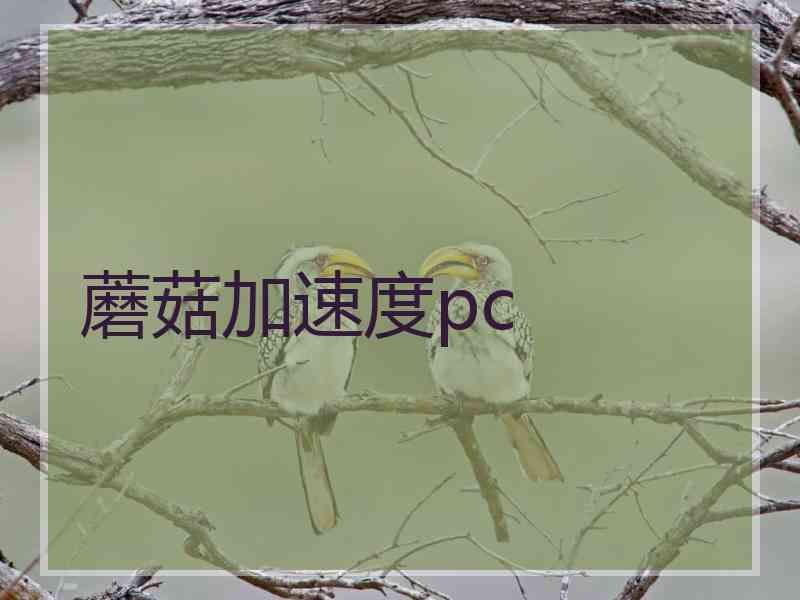 蘑菇加速度pc