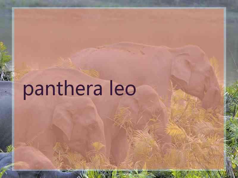 panthera leo