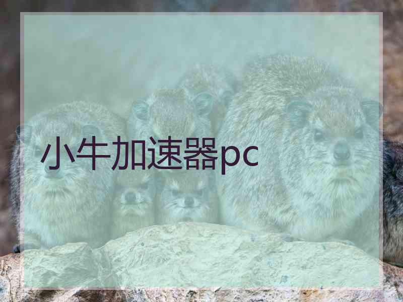 小牛加速器pc