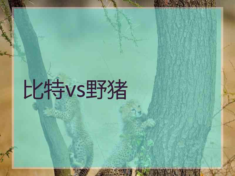 比特vs野猪