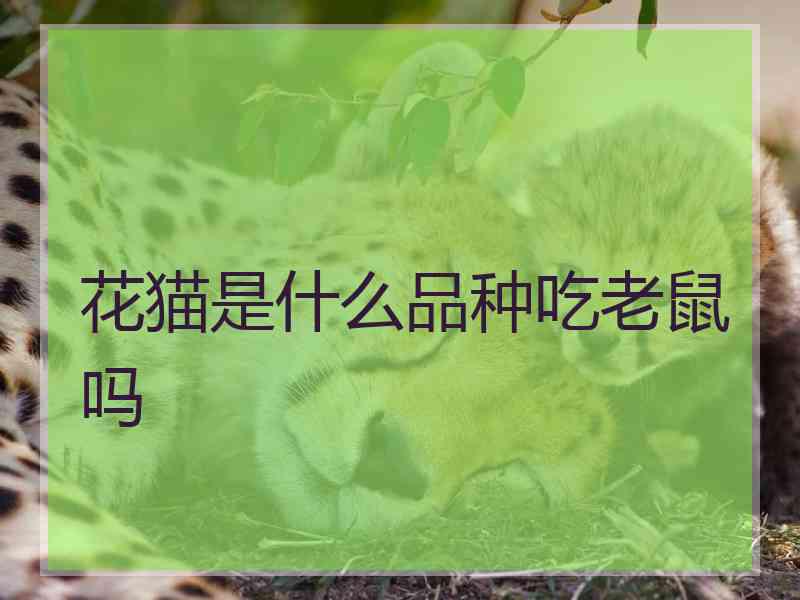 花猫是什么品种吃老鼠吗